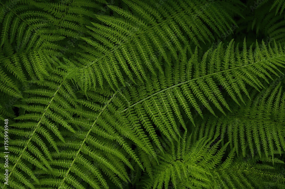 Fototapeta premium Close-up of lush green Pteris tremula leaves showcasing natural patterns and textures