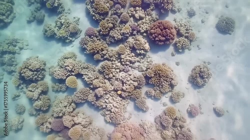 Underwater Coral Reef Landscape Displaying Various Shapes and Color of Corals