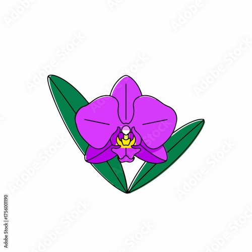 Vibrant purple orchid blossom isolated, a captivating orchid blossom with soft, rounded petals, complemented by two lush green leaves, brings beauty to mind. Orchid blossom represents exotic elegance,