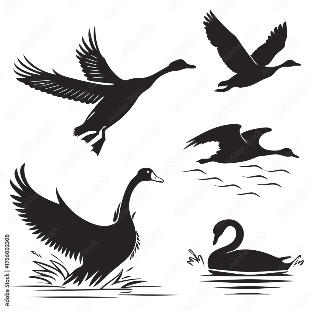 Obraz premium Collection of black silhouette waterfowl including geese and swans in various poses such as flying and swimming on white background
