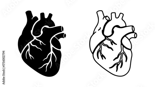 Human heart anatomy with transparent background