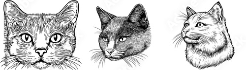 Monochrome illustration of a black cat's face in silhouette, complete with prominent whiskers and expressive eyes