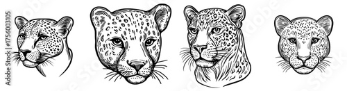 Illustration of a leopard's head in black and white silhouette, showcasing detailed spots and features