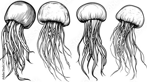 The jellyfish's silhouette is accentuated by its long tentacles as it moves elegantly underwater