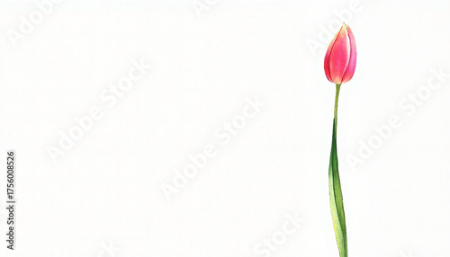 Single pink tulip on white background