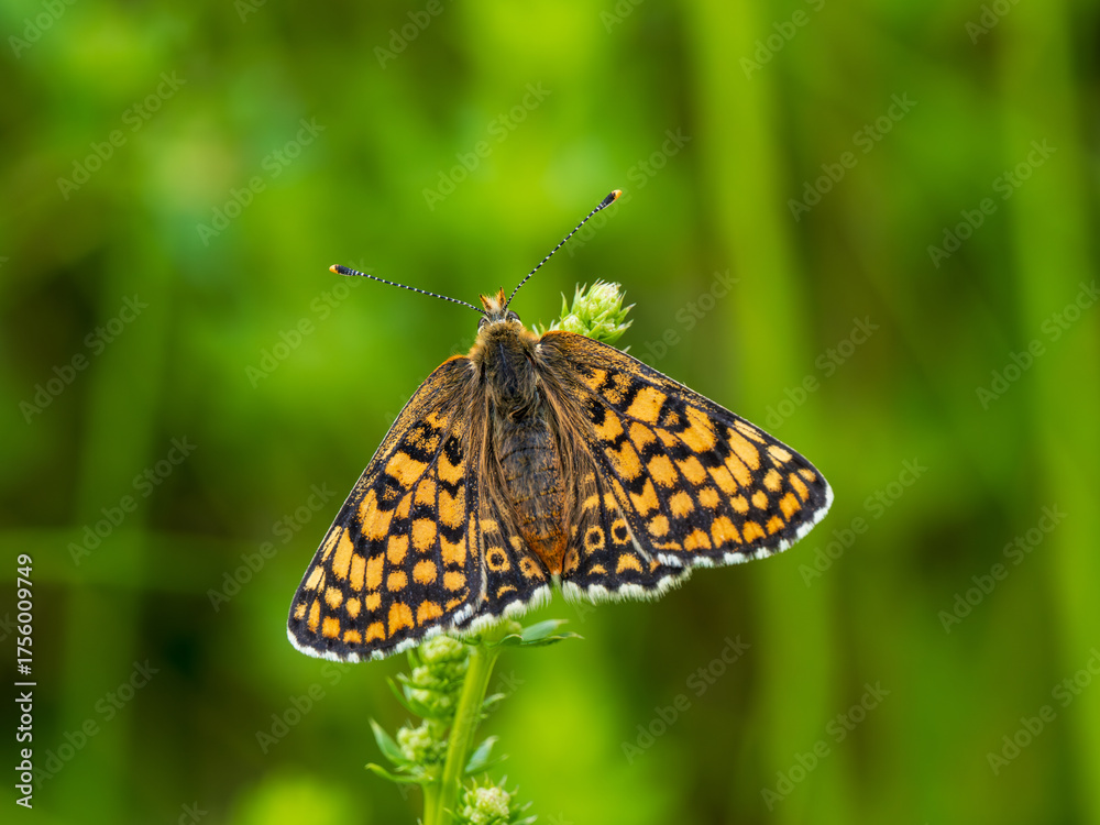 Obraz premium Glanville Fritillary Butterfly Resting With its Wings Open