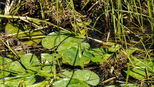 Detailed view of aquatic plants and reeds in sunlit shallow waters with natural shadows