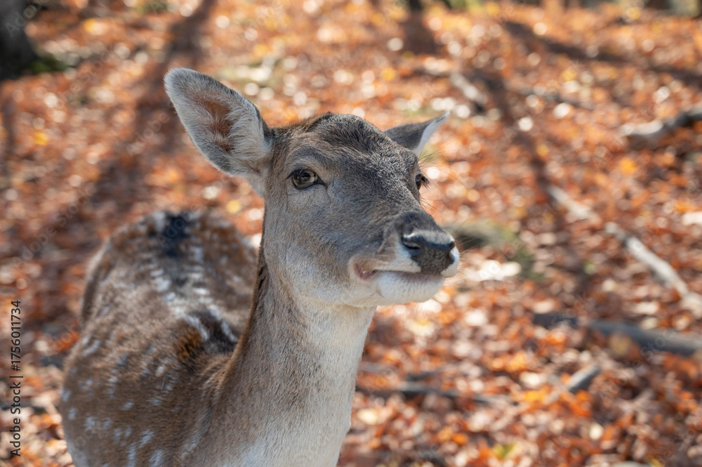 Fotografie White tail deer doe close up