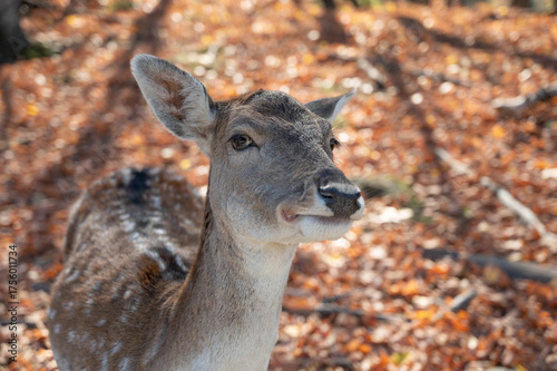 Fotografie White tail deer doe close up