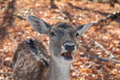 Fotografie White tail deer doe close up
