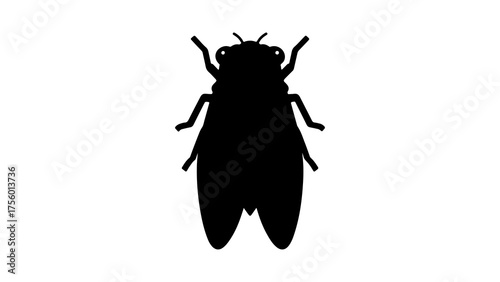 Cicada insect silhouette with transparent background