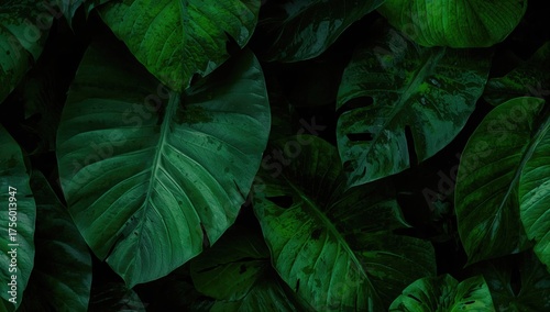 Dark green background with textured leaf foliage
