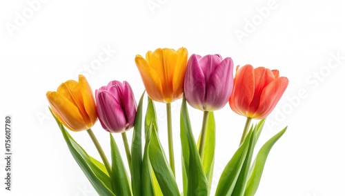 Vibrant tulip blooms against a plain white backdrop