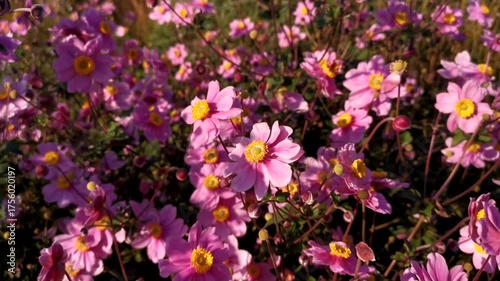 Pink dahlias close-up in the garden. Bright purple flowers bloomed in the flower bed. Sunny floral natural background. Authentic autumn video of park flowers. The concept of romance for Mother's Day