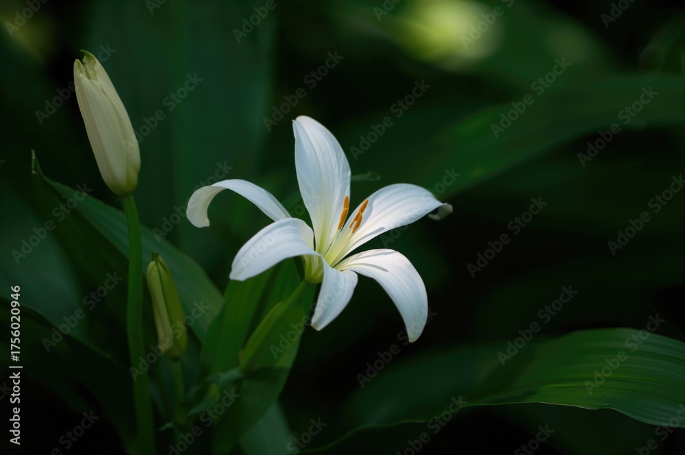 Fototapeta premium Stunning white rain lily blossom with lush green leaves in a garden setting