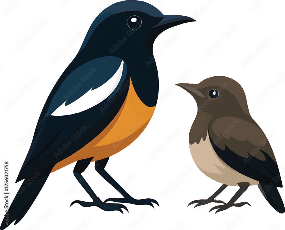 Obraz premium oriental magpie robin with chick, parent and baby bird illustration, Bengali doyel bird pair, wildlife bonding vector, nature family scene