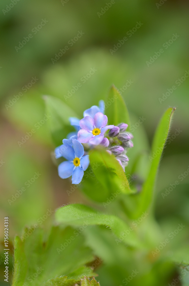 Fototapeta premium Vergissmeinnicht Garten