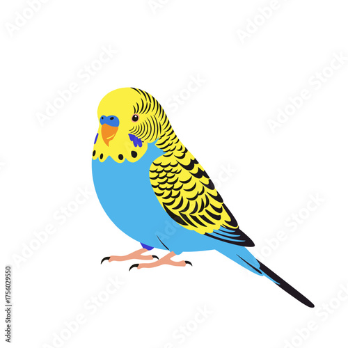A small blue and yellow budgie bird perched on a white background looking to the left.