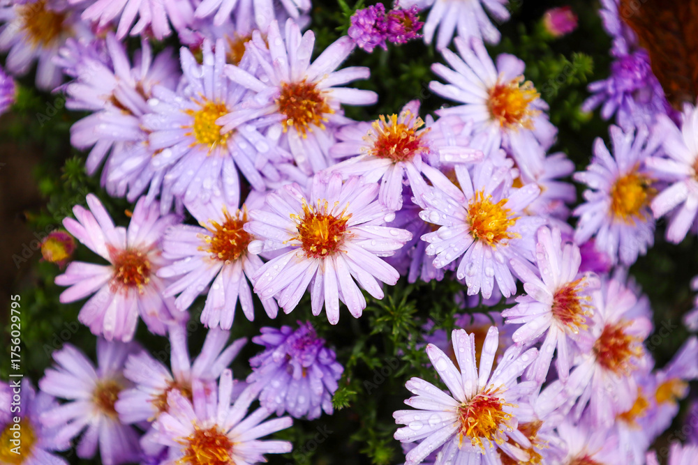 Fototapeta premium A large cluster of purple autumn asters with yellow-orange centers, covered in water droplets, creates a vibrant floral background. This close-up emphasizes the freshness and rich colors of the late g