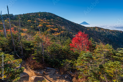 朝の奥秩父山塊前国師の紅葉と富士山