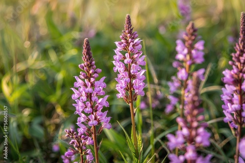 Detailed view of blooming hairy willowherb blossoms in a natural setting during spring