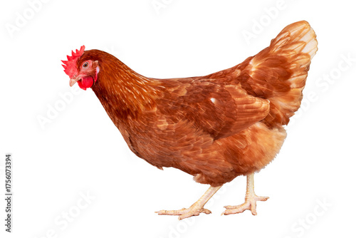 Chicken, Full body of orange and brown chicken hen standing isolated on transparent background, Laying hens farmers concept, PNG File