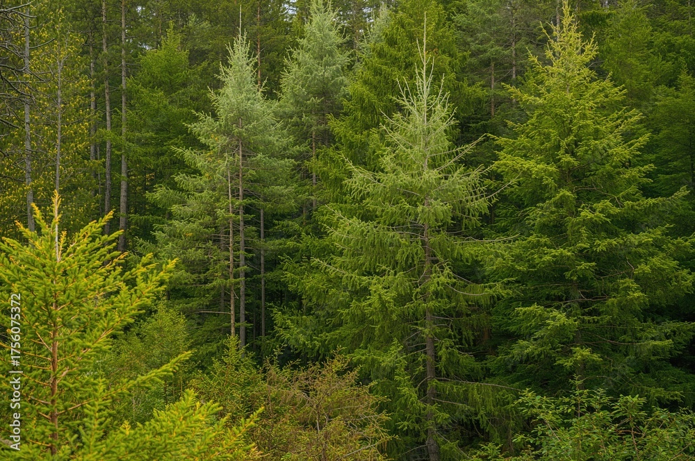 Fototapeta premium Evergreen firs in the forest adorned with a seamless pattern