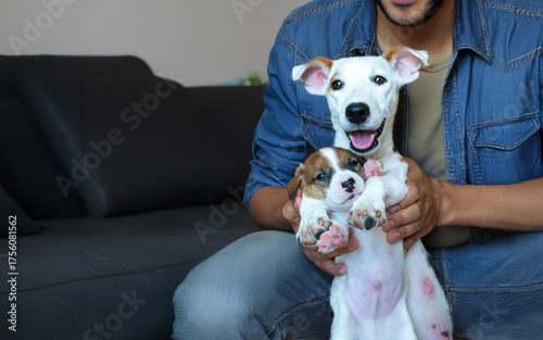 Man Sitting on Sofa Holding Two Adorable Jack Russell Terrier Puppies