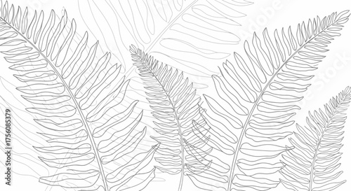 Delicate fern fronds in an elegant line drawing, perfect for botanical illustrations, nature-themed designs, or use in coloring pages and educational resources.