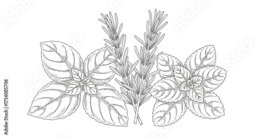 Detailed Line Art Illustration of Culinary Herbs, Including Basil and Rosemary, for Cookbook Illustrations and Culinary Education Materials