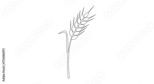 Minimalist Line Art Illustration of Wheat Stalk for Agricultural Concepts and Simple Design Projects. Suitable for educational materials, culinary designs, and botanical illustrations.