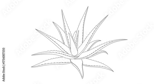 Elegant Aloe Vera Plant Outline Illustration Depicting Natural Beauty and Simplicity for Botanical Studies and Skincare Product Designs.