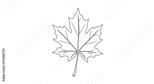 Minimalist Maple Leaf Outline Illustration for Educational Resources, Botanical Studies, and Autumn-Themed Design Projects, Suitable for Coloring Pages and Vector Graphics