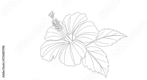 Elegant Hibiscus Flower Outline Illustration for Coloring Books, Botanical Studies, and Creative Design Projects that require simple and delicate floral elements.