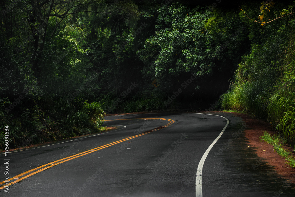 Fototapeta premium road in the forest