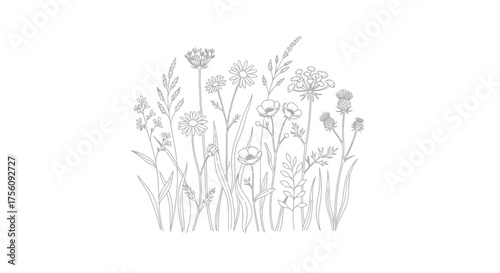 Elegant Meadow Wildflower Line Art Illustration for Botanical Studies, Coloring Books, and Minimalist Design Projects, Perfect for Educational and Decorative Applications