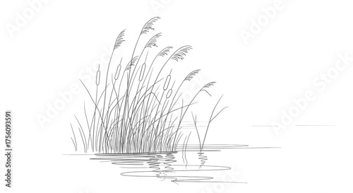 Delicate Reed Illustration with Water Reflections for Botanical Studies and Nature-Inspired Design Projects, Suitable for Prints, Web Graphics, and Educational Materials