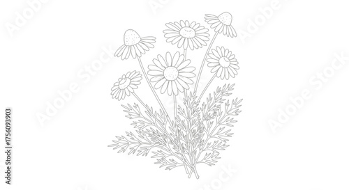 Elegant Chamomile Flower Line Art Illustration for Botanical Studies, Herbal Medicine, and Minimalist Design Projects, Perfect for Adobe Stock
