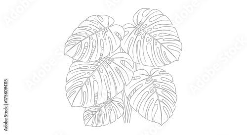 Monstera Deliciosa Leaf Illustration for Botanical Designs and Coloring Books, Suitable for Educational Resources or Creative Art Projects