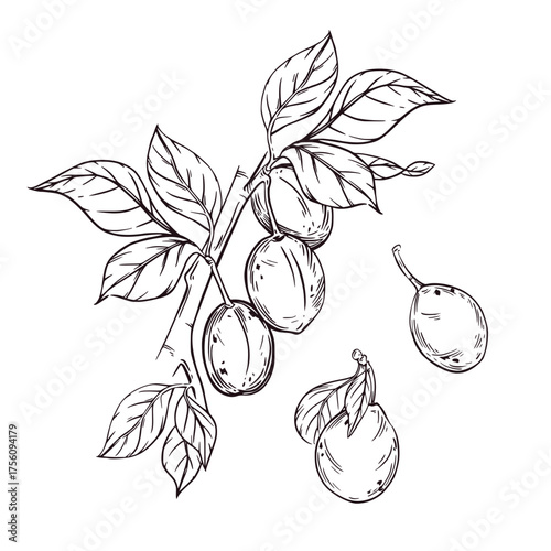 Plums on a branch, vector illustration of plums on a branch with leaves. All hand-drawn in ink. The illustration is suitable for printing on product packaging, food products, and textiles.
