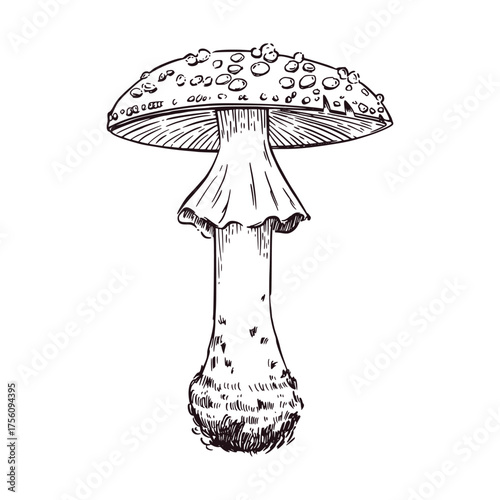 Fly agaric is a poisonous mushroom with a spotted cap and skirt, hand-drawn in ink and translated into a vector. Vector illustration for printing on postcards, tableware, textiles and paper.