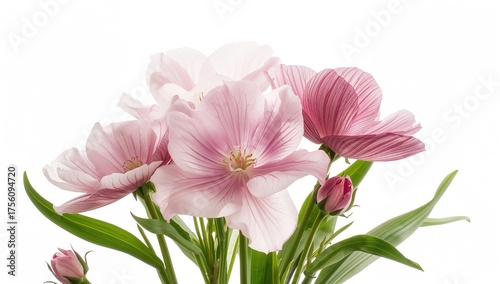 Blossoms set against a plain white backdrop
