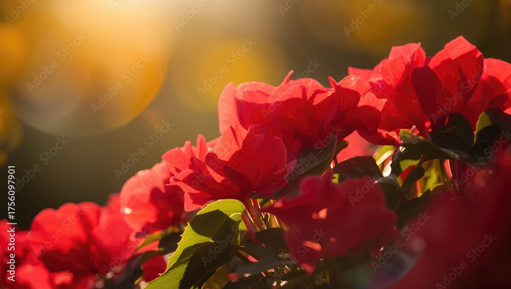 Obraz premium Close-up of vibrant red begonias basking in sunlight with a blurred background