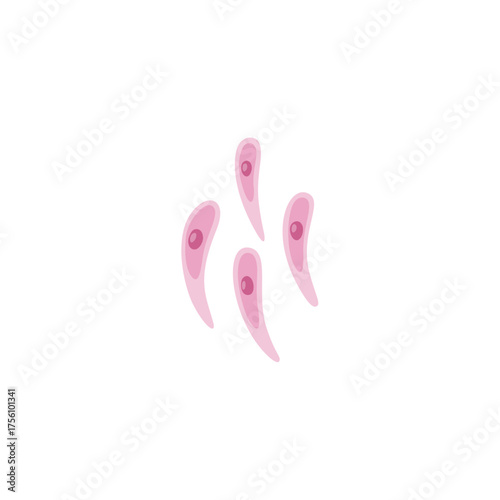 Toxoplasmosis illustration