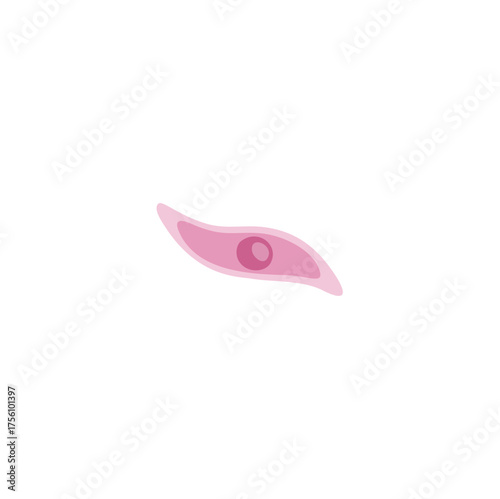 Toxoplasmosis illustration