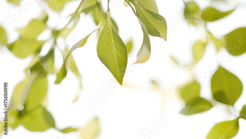 Blurred photo of green jackfruit foliage set against a white backdrop, creating a sense of leaves swaying in the breeze