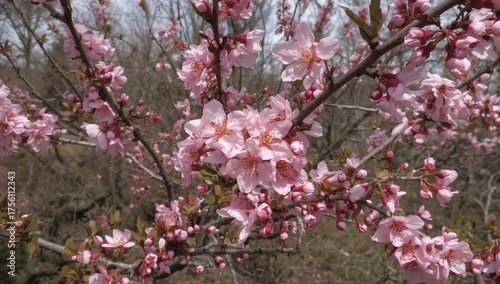 Wallpaper Mural February almond tree blooms with fresh pink flowers, retaining last year's fruits on its branches. Emblem of innocence, purity, and sacredness Torontodigital.ca