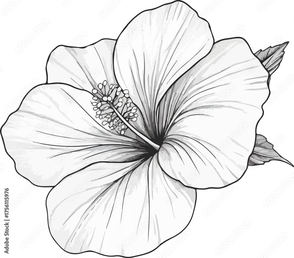 Fototapeta premium detailed hibiscus flower line art illustration