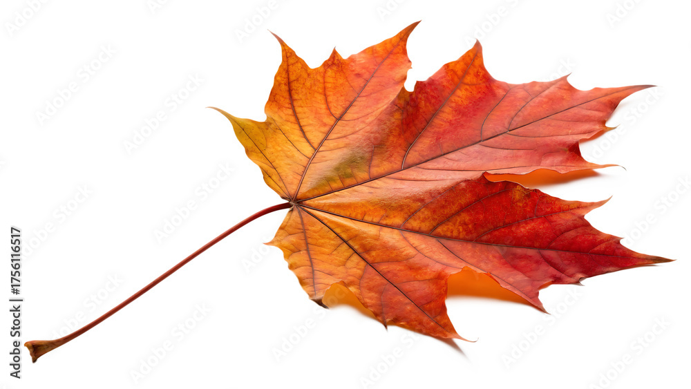 Fototapeta premium Autumn leaf fall maple vibrant leaves cut out on PNG. AI GENERATED.