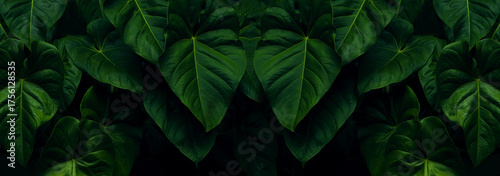 Forest green leaves in the dark background.